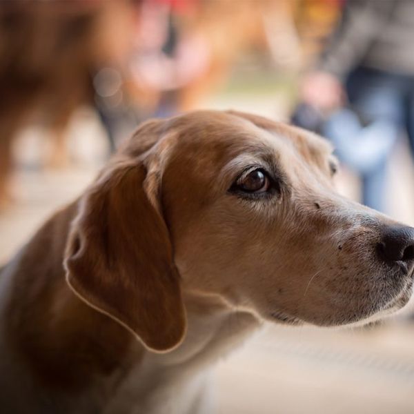 Máj és epehólyag megbetegedésben szenvedő állatok takarmányozása