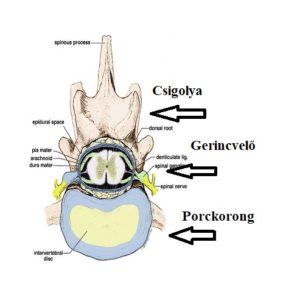 gerinc_keresztmetszet
